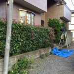 生垣刈り込み　施工中