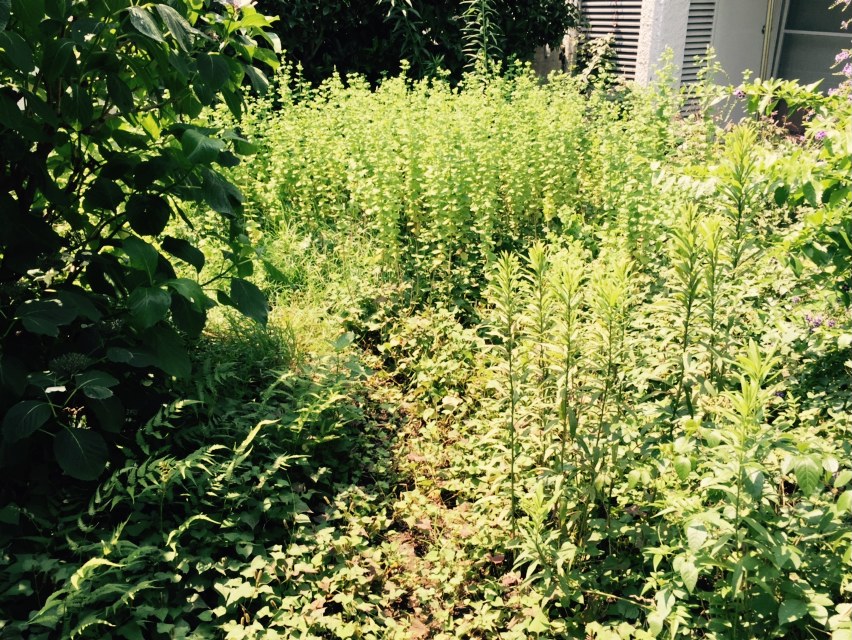 マンション専用庭の除草